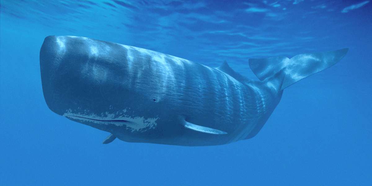 Whale Watching in Los Gigantes: Nature’s Grand Theatre